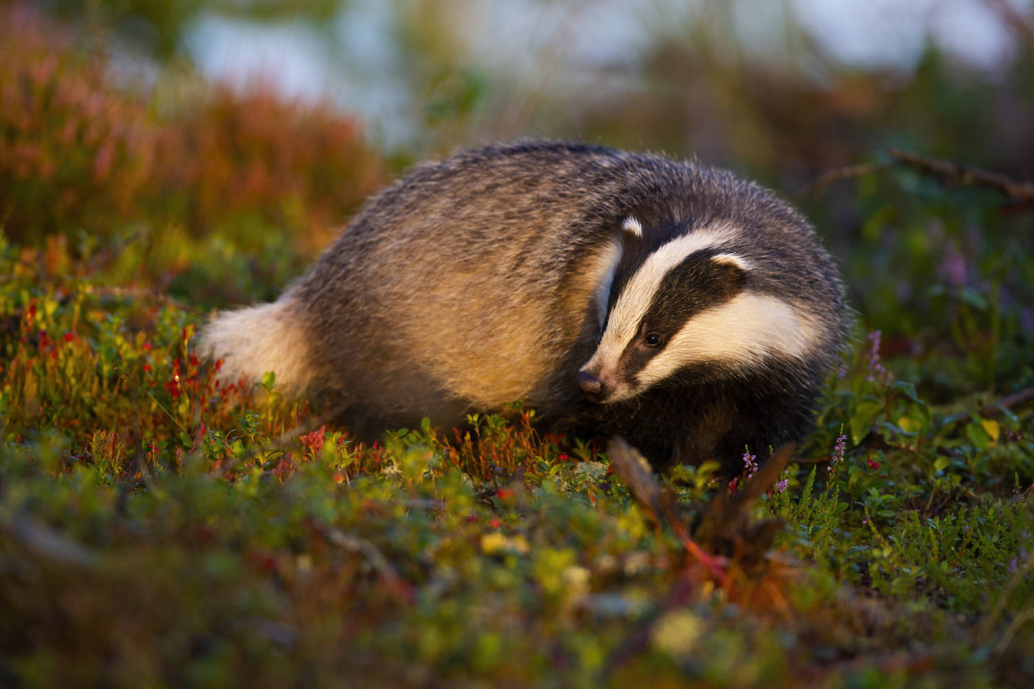 1250 Badger