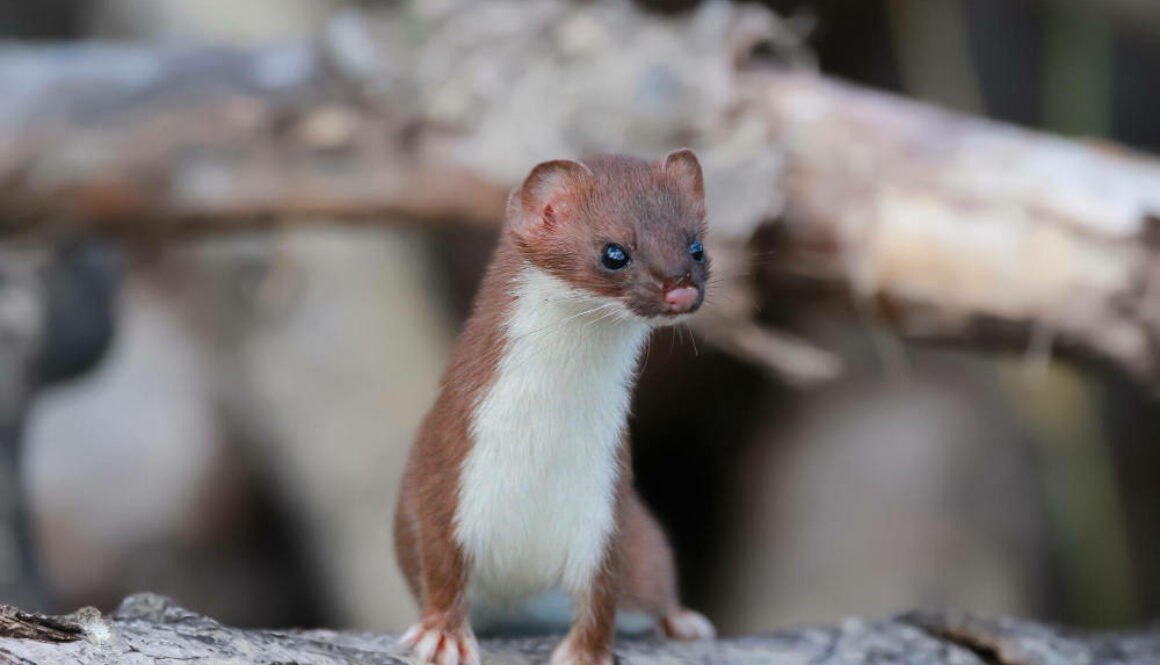 stoat