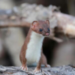 stoat