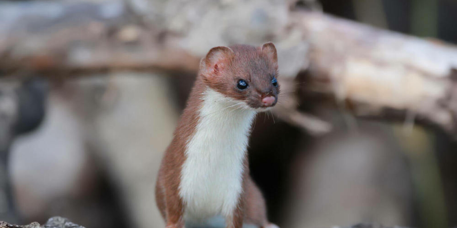 stoat