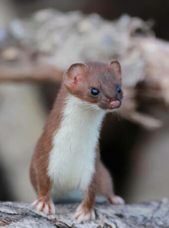 stoat