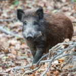 2299-wildboar