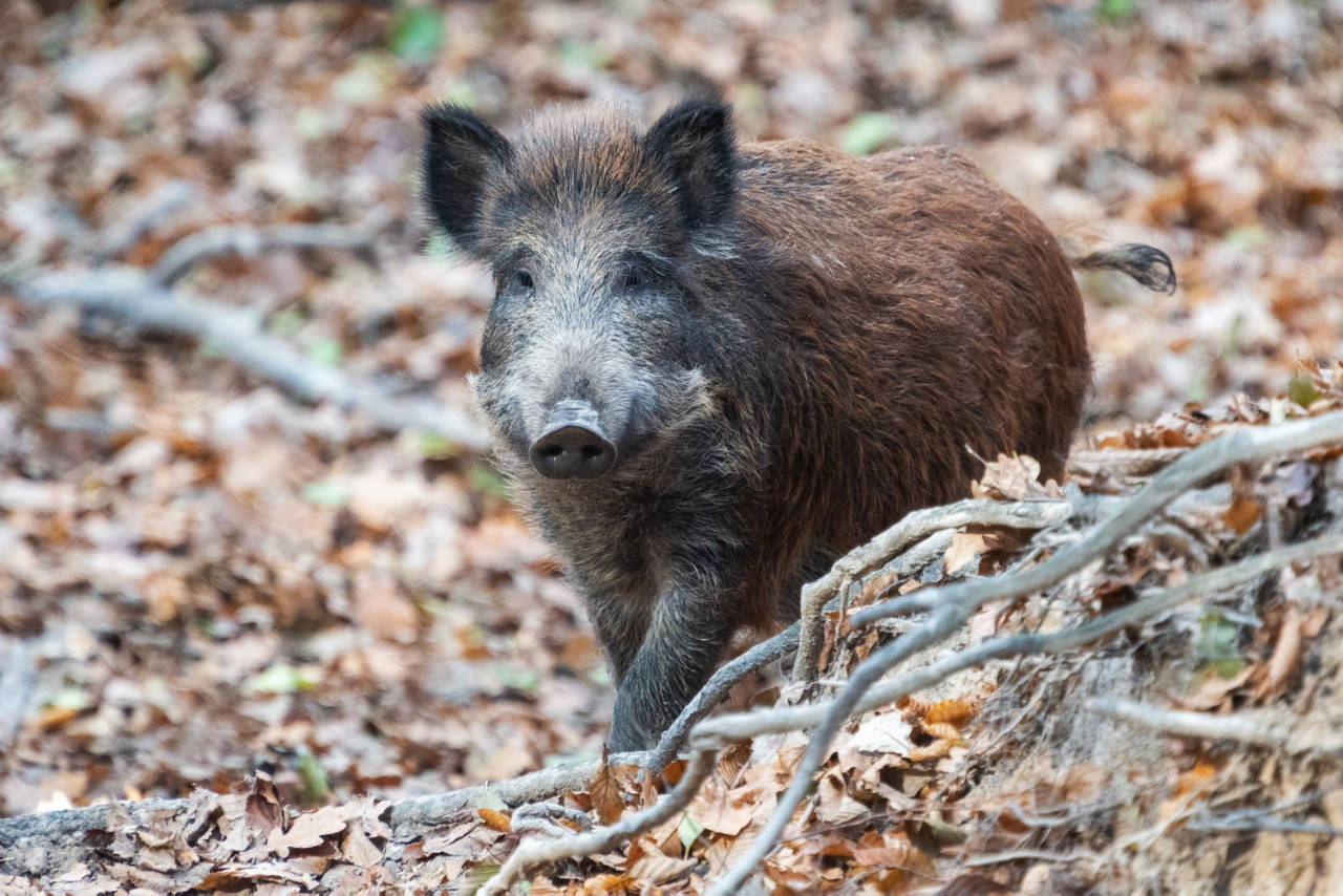 2299-wildboar