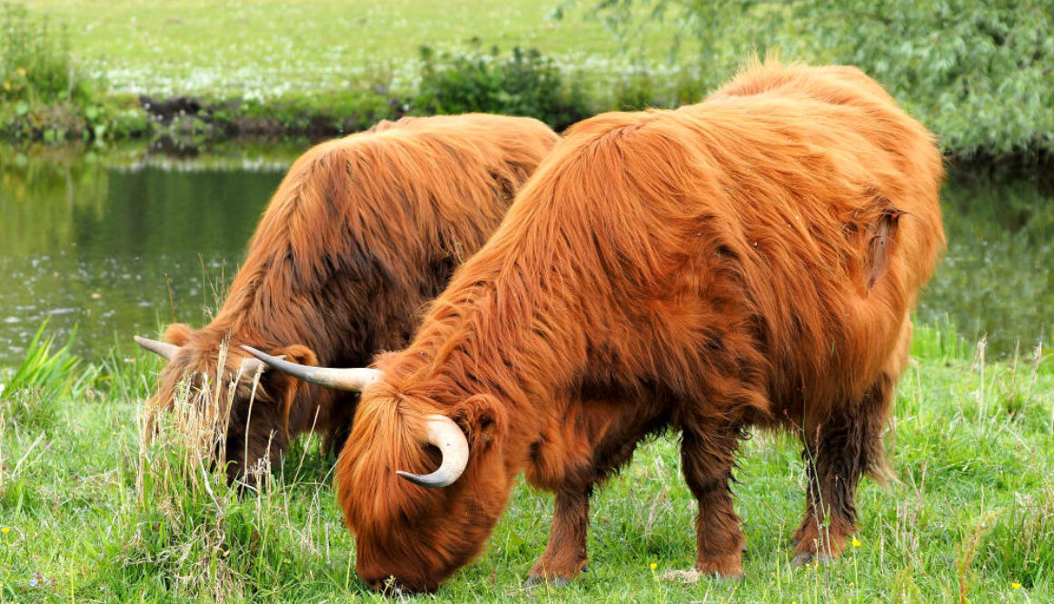 Highland cattle