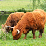 Highland cattle