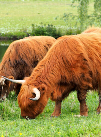 Highland cattle