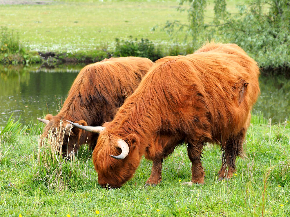 Highland cattle