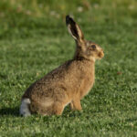 Hare