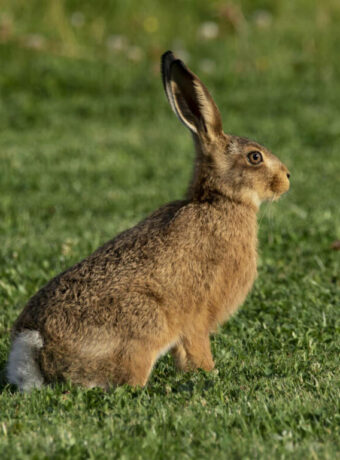 Hare