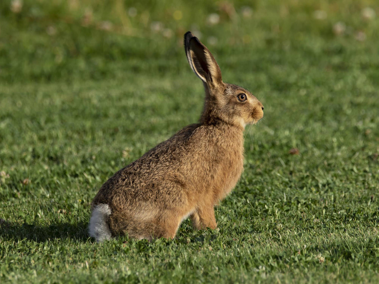 Hare