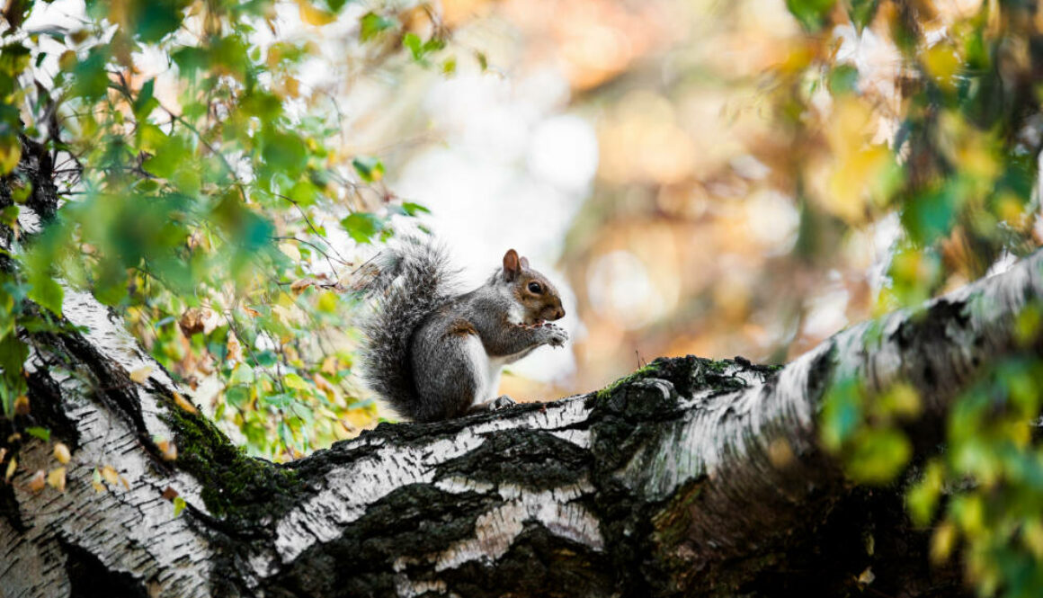 5725 Grey Squirrel