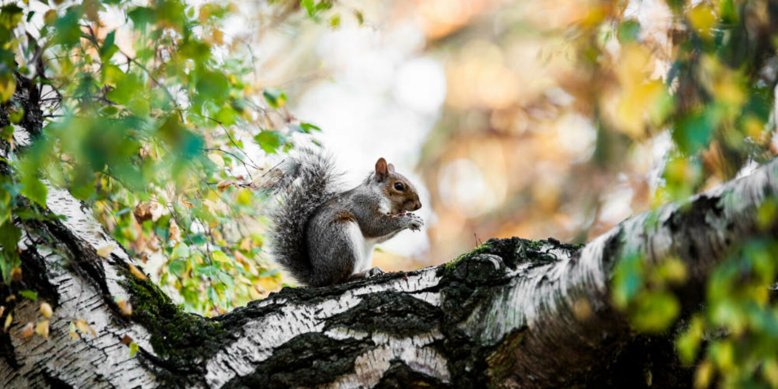 5725 Grey Squirrel