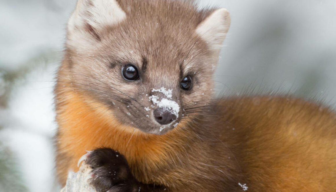 pine-marten