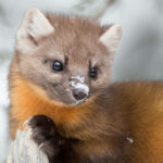 pine-marten