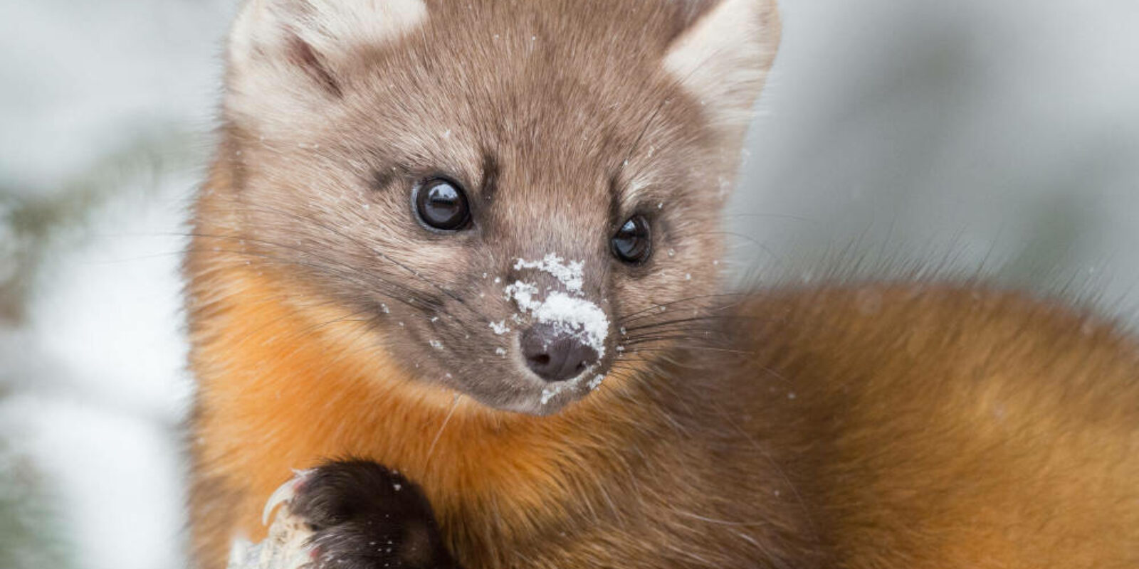 pine-marten