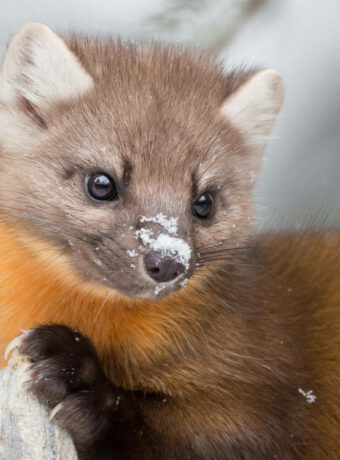 pine-marten