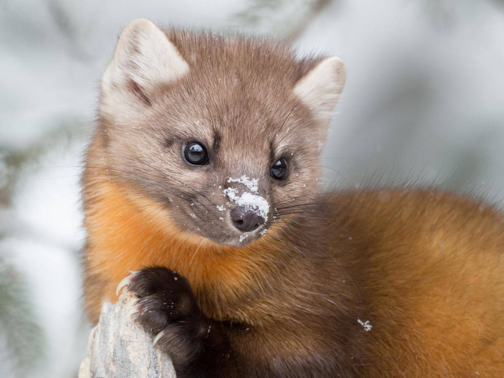 pine-marten