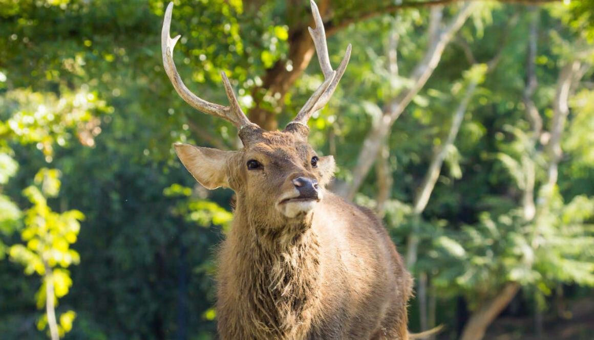 6 red deer