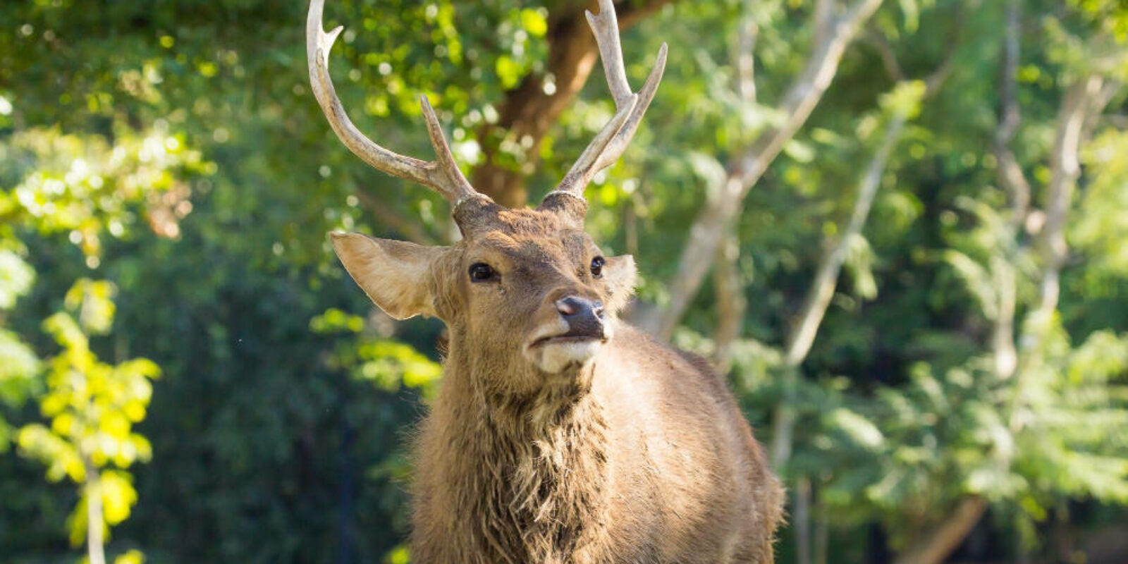 6 red deer