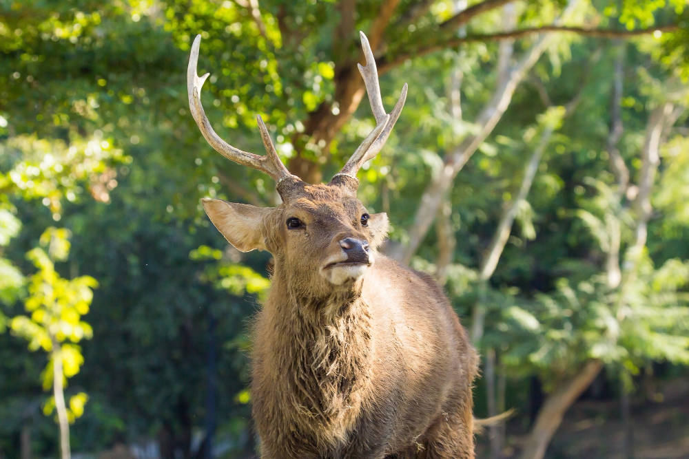 6 red deer