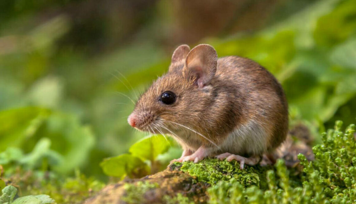 Wood mouse_Heart of England Forest