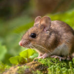 Wood mouse_Heart of England Forest