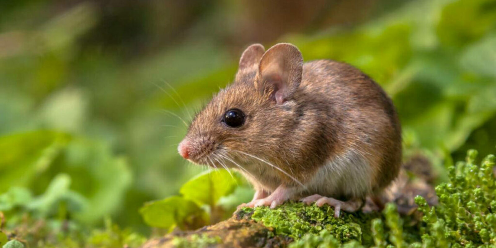 Wood mouse_Heart of England Forest