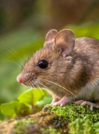 Wood mouse_Heart of England Forest