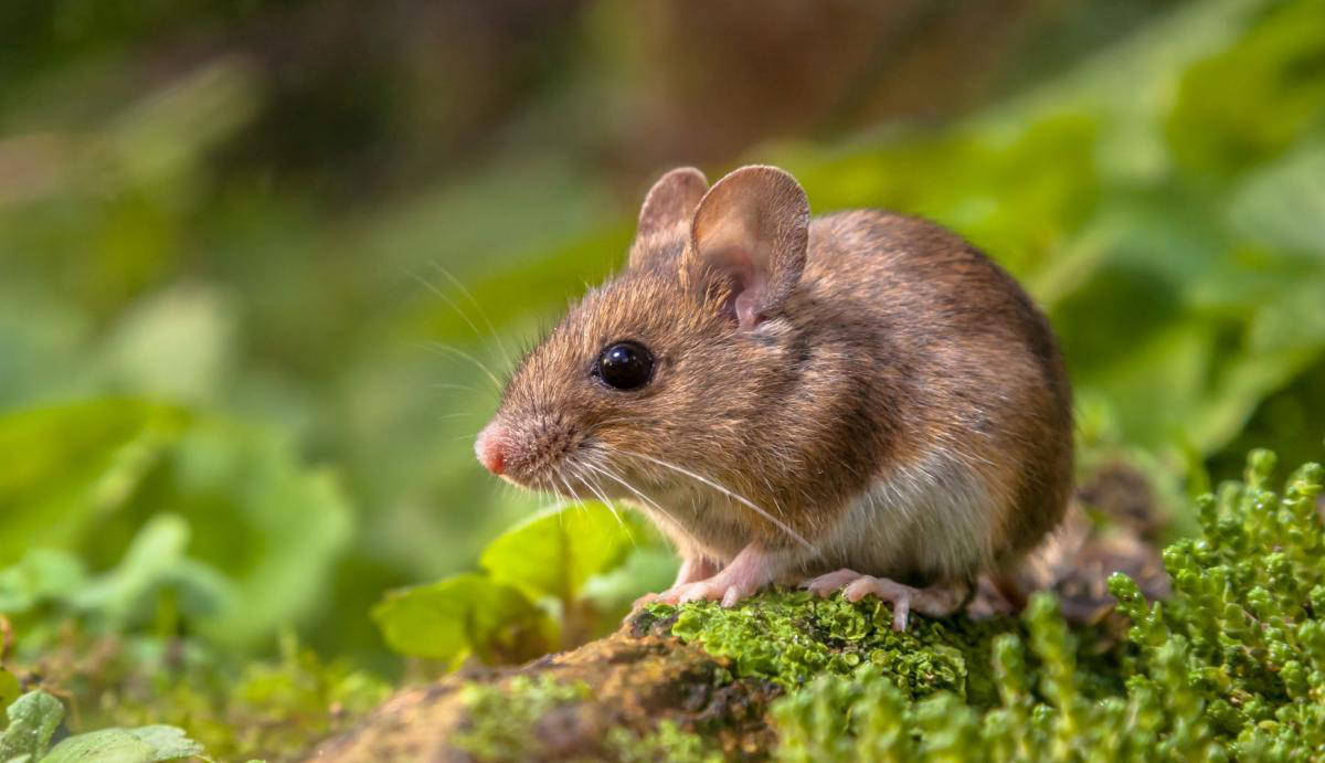 Wood mouse_Heart of England Forest