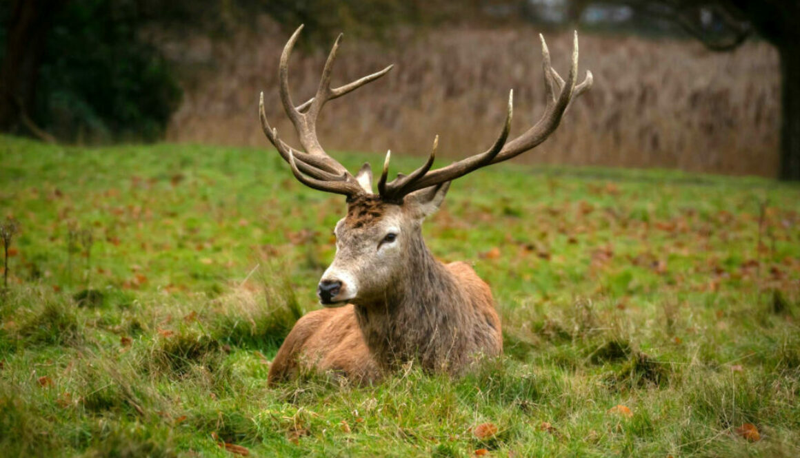 sika-deer