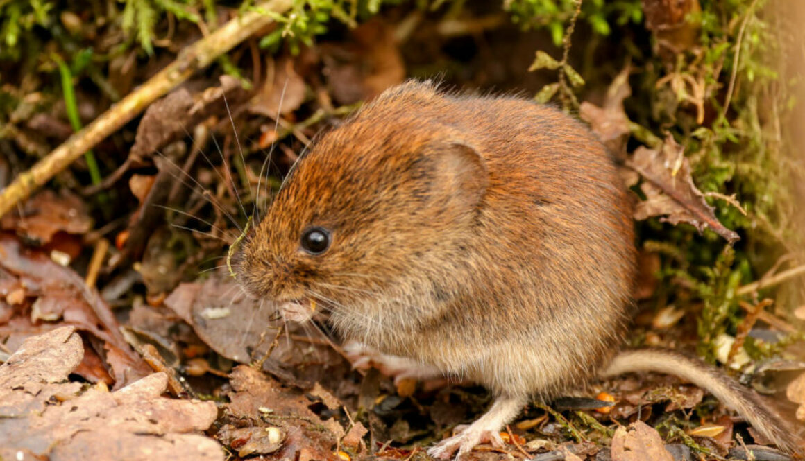 Field Vole