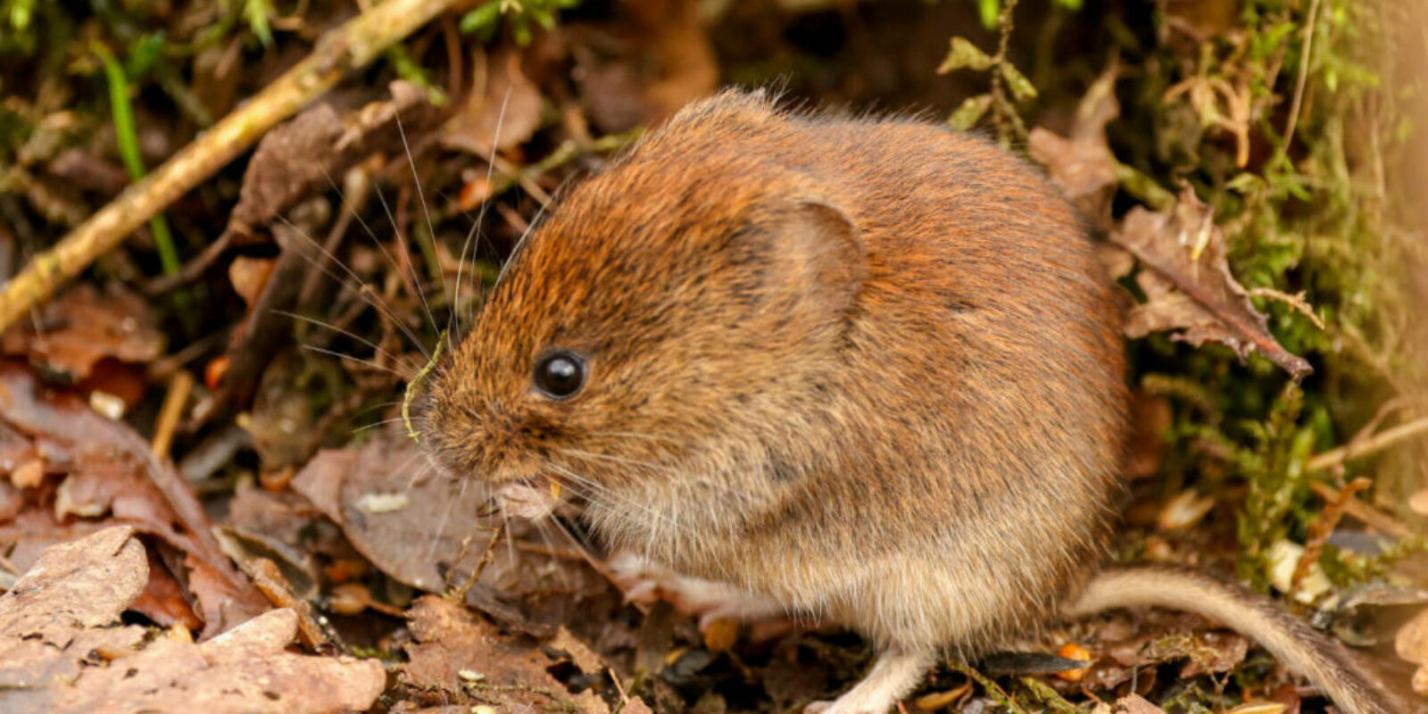 Field Vole