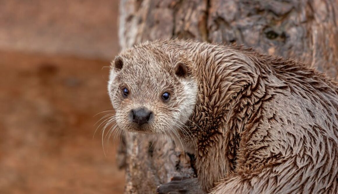 shetland-otter