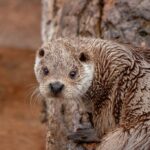 shetland-otter