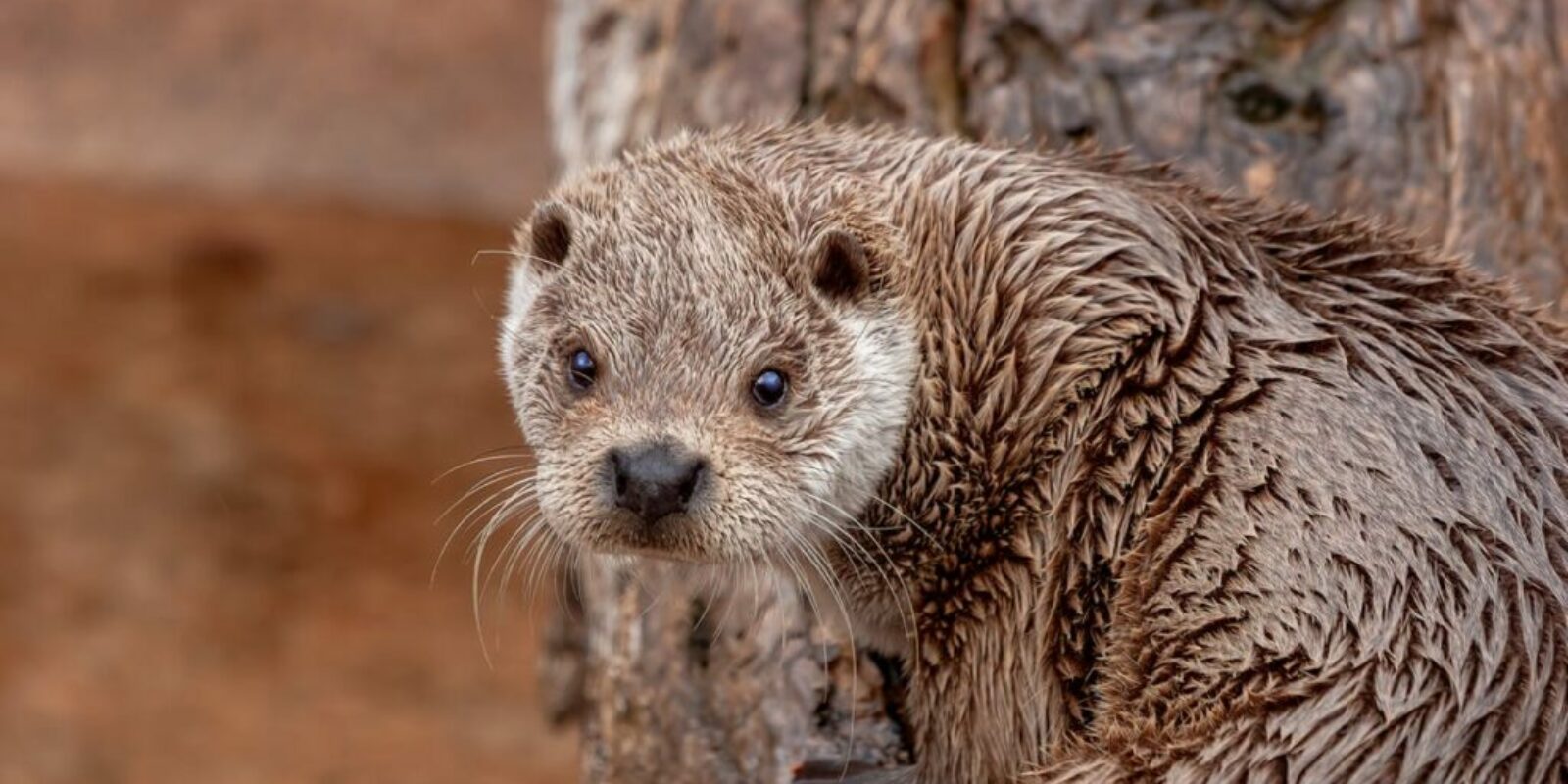 shetland-otter