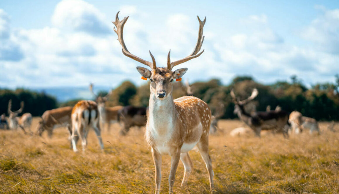 unsplash fallow deer cover