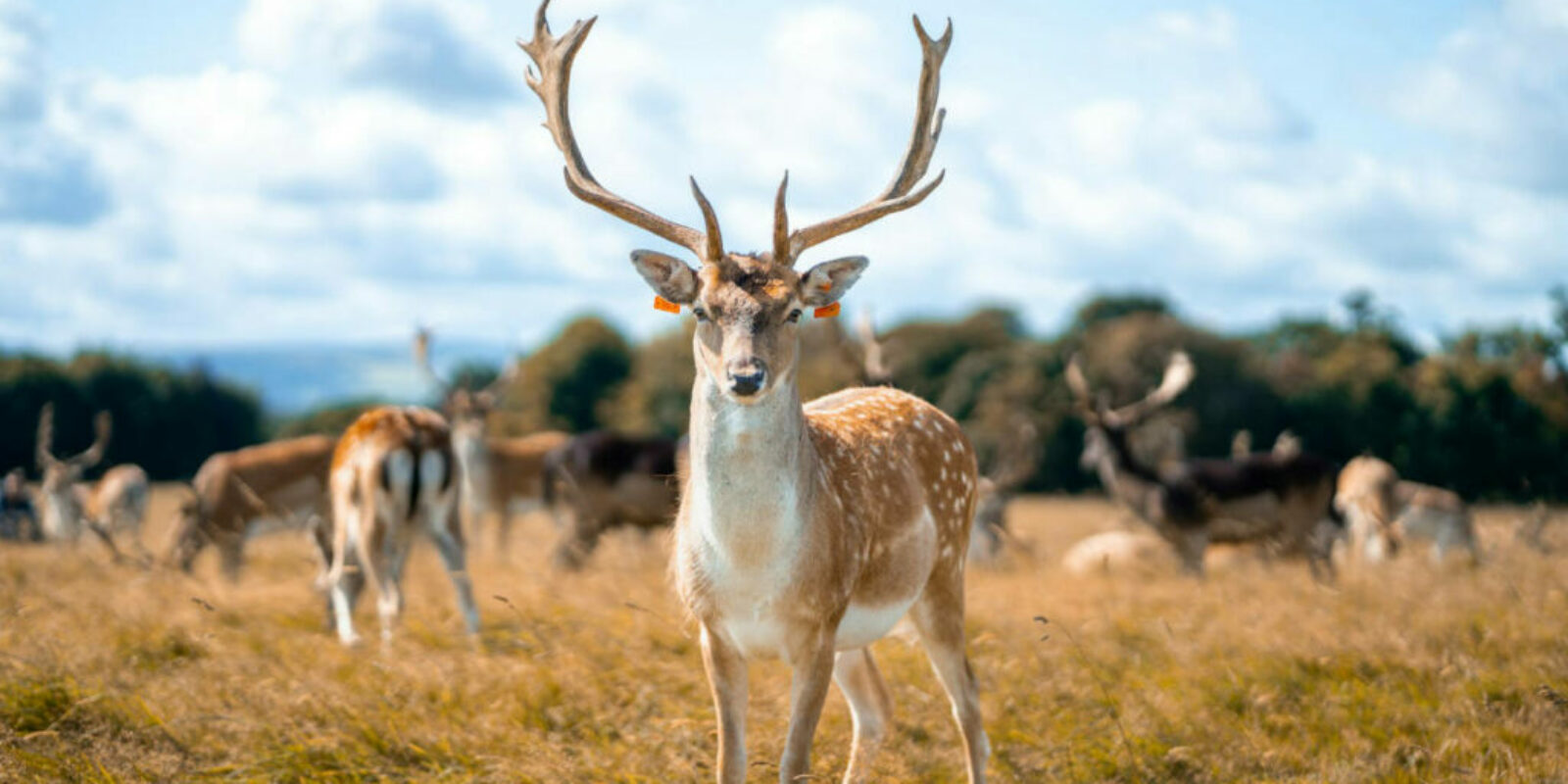 unsplash fallow deer cover