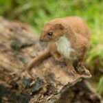 weasel_Main_image-501130ef