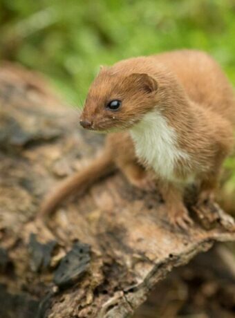 weasel_Main_image-501130ef