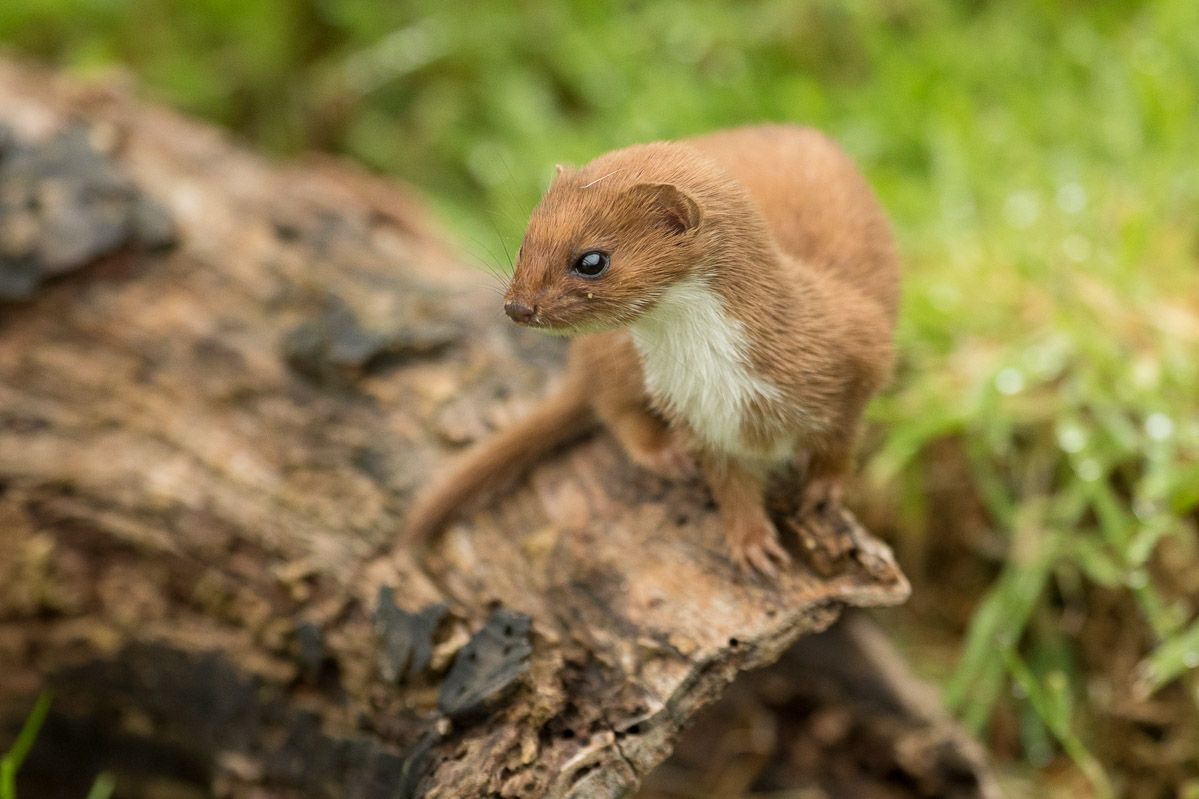 weasel_Main_image-501130ef