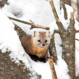 Pine Marten SQ