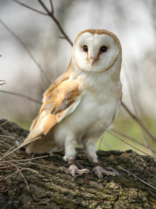 barn owl white gold