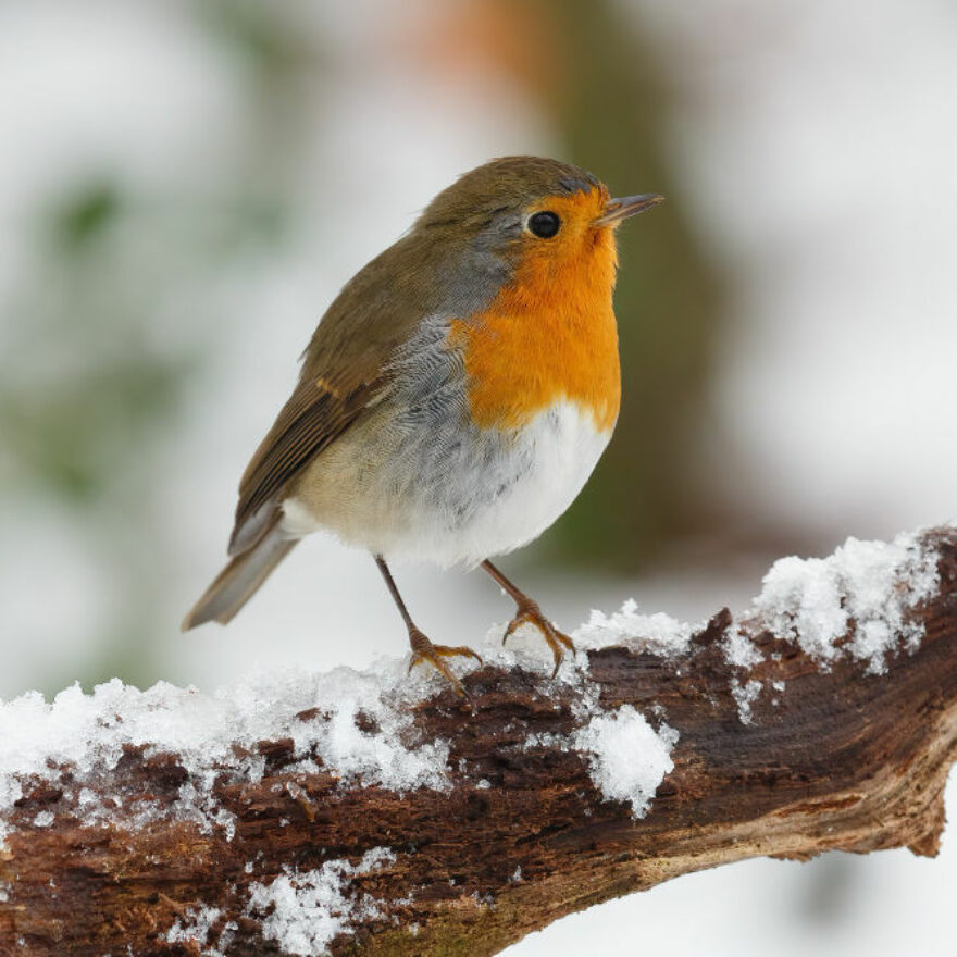 robin in winter