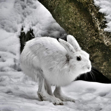 2726730 mountain hare SQ