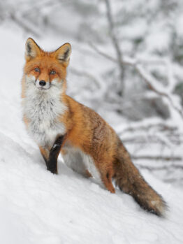 red fox