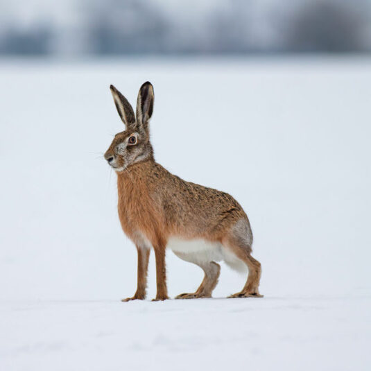 3559 brown hare