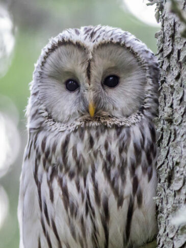 barn owl in winter