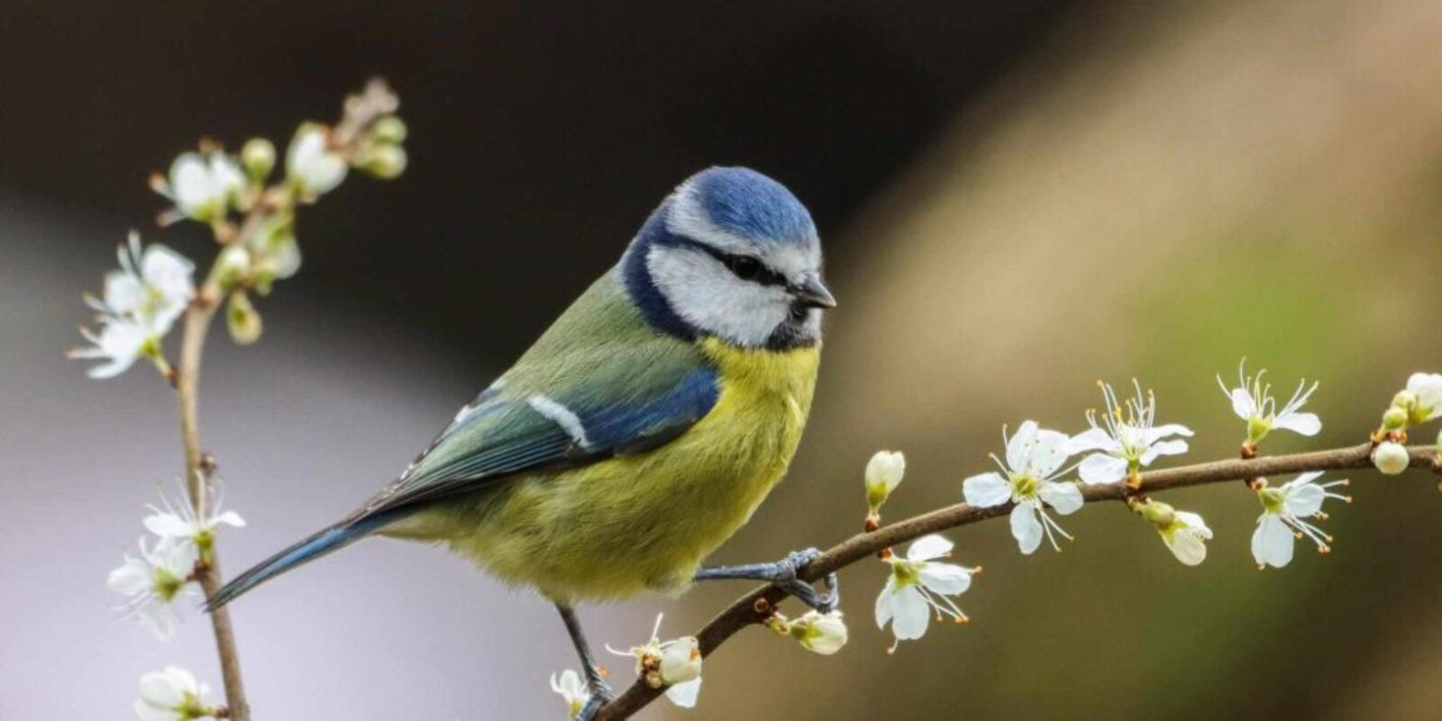 Blue Tit