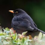 Common Blackbird Close Up