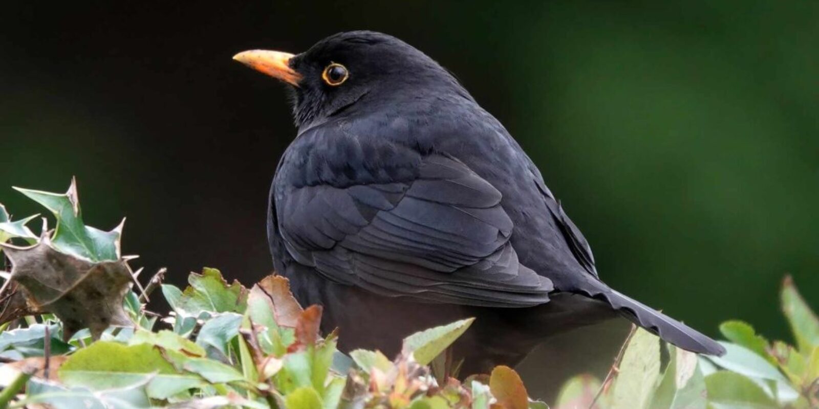 Common Blackbird Close Up